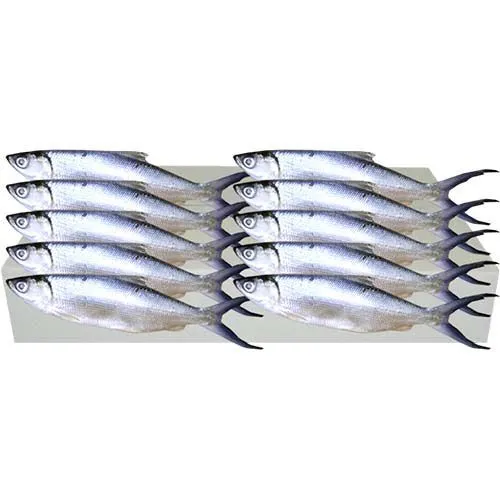 Bangus (M) 400-500g 1case 8kg - Image 2